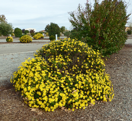 yellow margarite daisies