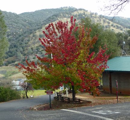 Fall Color Don Pedro Rec Area