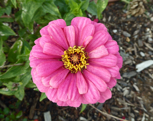 Pink zinnia