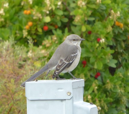 Northern Mockingbird