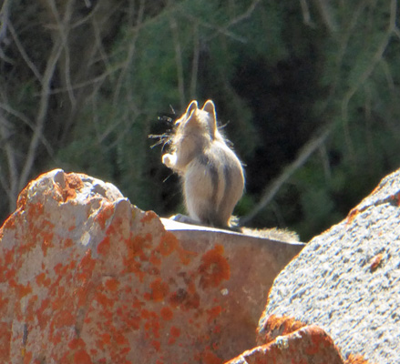 golden mantled ground squirrel.