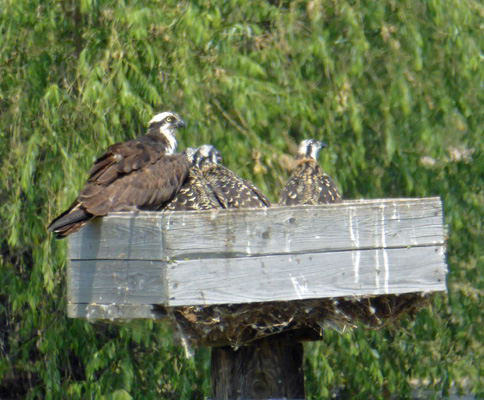 Adult osprey and 2 chicks