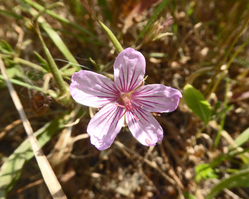 Sticky Geranium (Geranium viscosissimum)