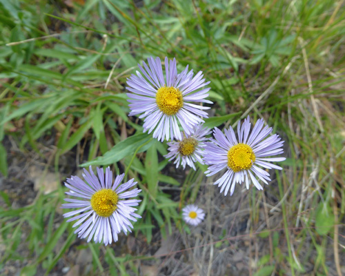 Asters