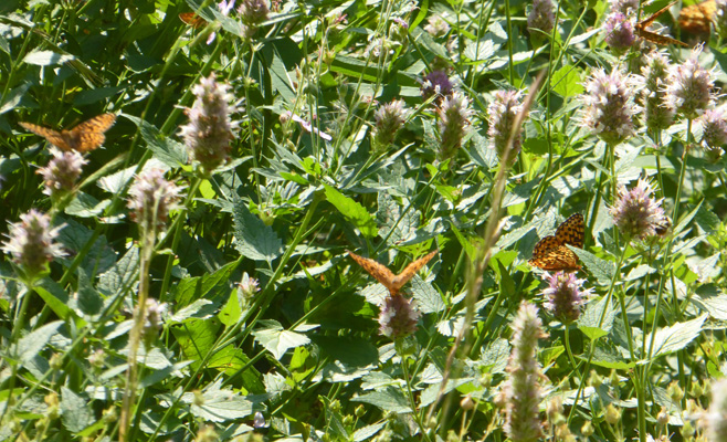 butterflies in horsemint