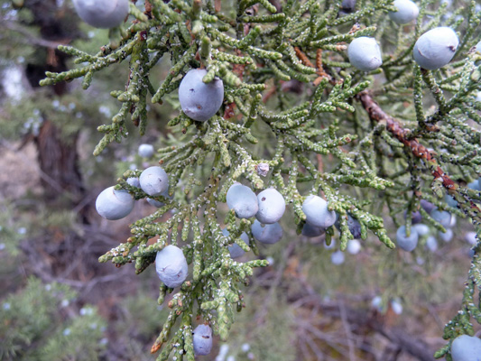 Juniper Berries Prineville Reservoir OR