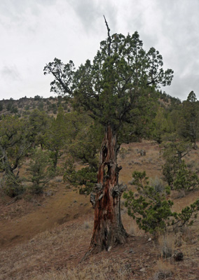 Old holey juniper Prineville Reservoir OR