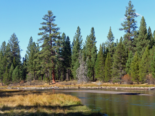 Deschutes River at Big Tree trail La Pine State Park OR