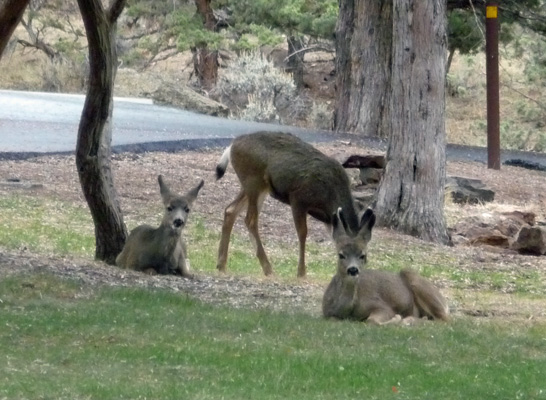 Deer at Prineville Reservoir OR