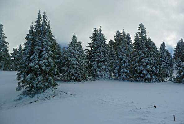 Ice and snow covered trees Crater Lake OR