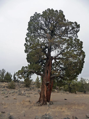 Large Juniper tree near Crack in the Ground OR