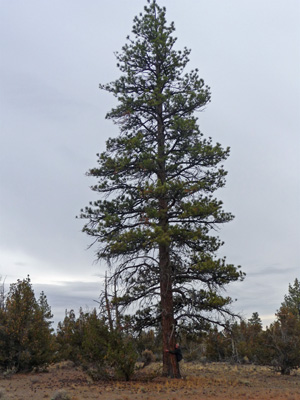 Walter Cooke and Ponderosa Lost Forest OR