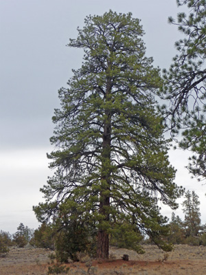 Ponderosa Pine in Lost Forest Oregon Outback