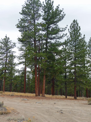 Ponderosa Pines near Hole in the Ground OR