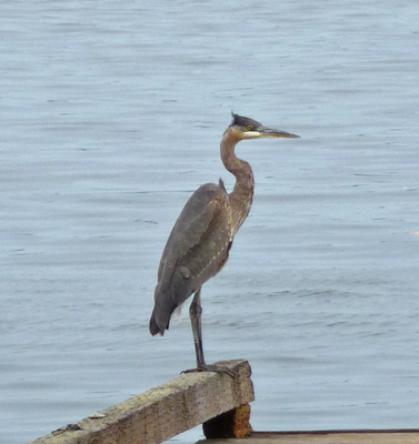 Great Blue Heron Sequim Bay SP