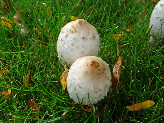 Mushrooms Sun Lakes Resort