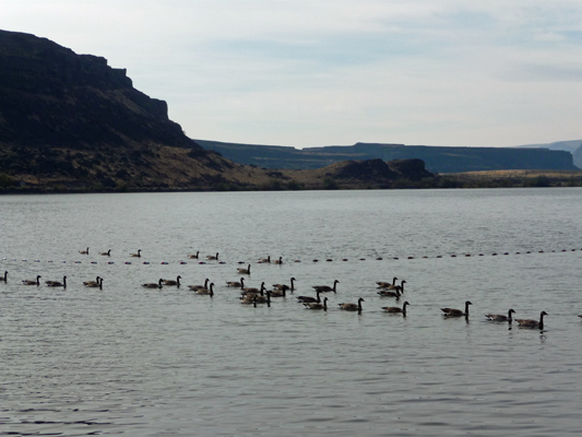 Geese Sun Lakes Resort