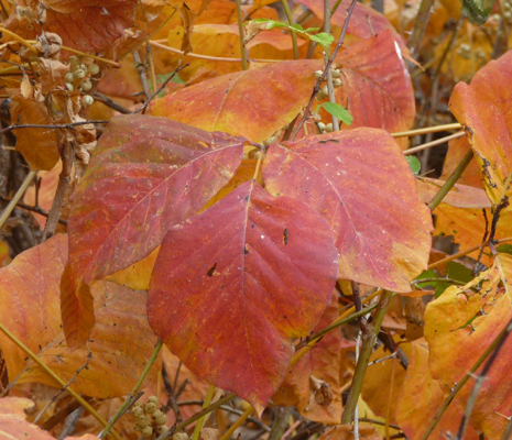 Fall Color Deep Lake Sun Lakes SP