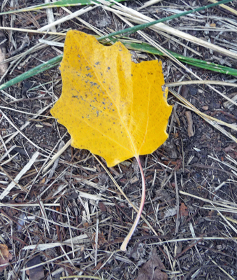 Fall color Deep Lake Sun Lakes State Park