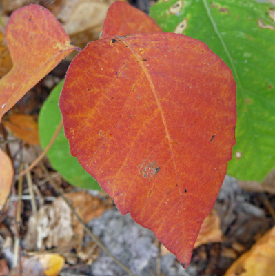 Fall color Deep Lake Sun Lakes SP