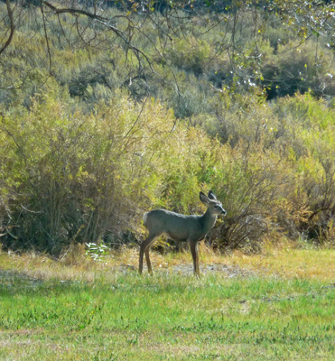 Deer Sun Lakes SP