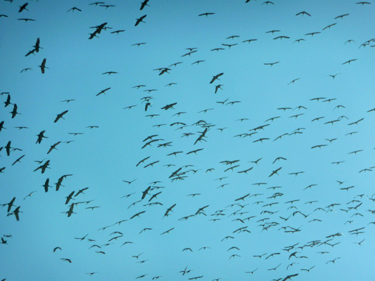 Sandhill Cranes in flight Sulfur Springs Valley AZ