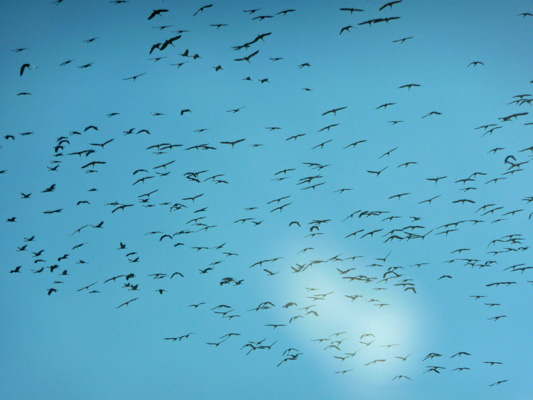 Sandhill Cranes Sulfur Springs Valley AZ