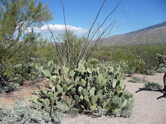 Engelmann Prickly Pear