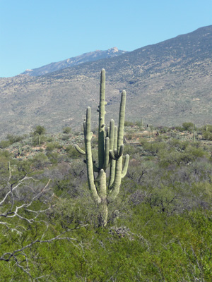 Saguaro at Saguaro National Park