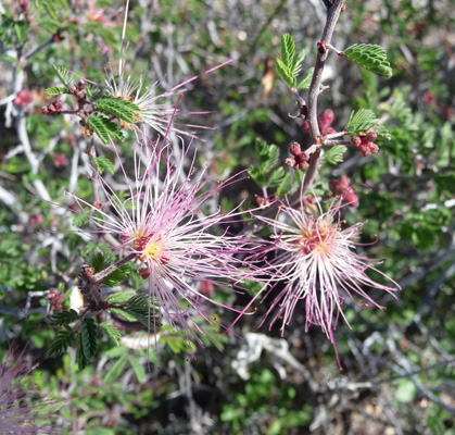 fairy dusters (Calliandra eriophylla)