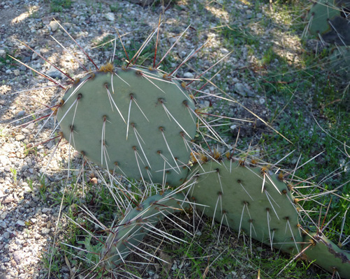 brown spine prickly pear
