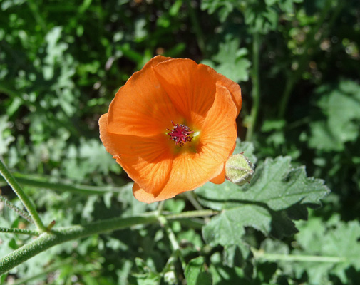 globemallow (Sphaeralcea laxa)