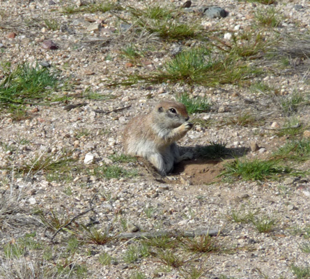 Prairie Dog Catalina State Park Tucson AZ