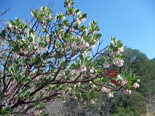 Manzanita in bloom