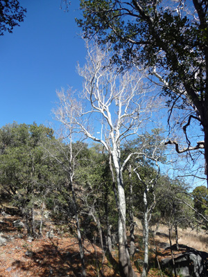 Sycamore Ramsey Creek Conservation area