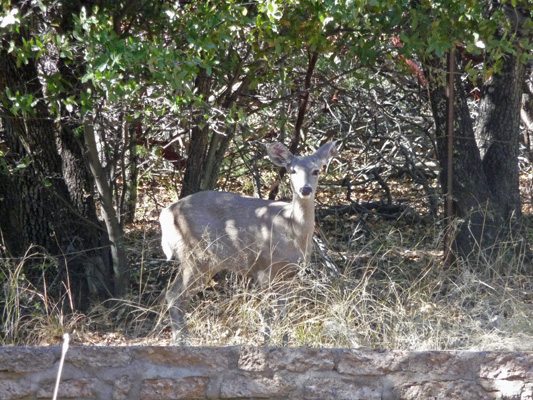 White tailed deer Ramsey Canyon AZ