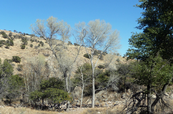 Carr Canyon trailhead