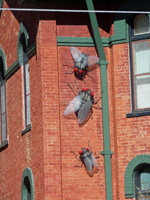 Flies on the wall Bisbee AZ