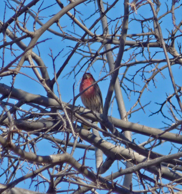 House finch San Pedro House AZ