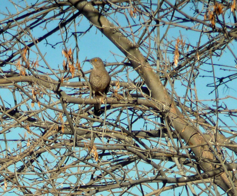 Curved Bill Thrasher San Pedro House AZ