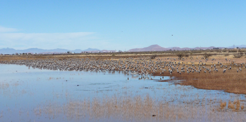 Sandhill cranes White Water Draw SCA