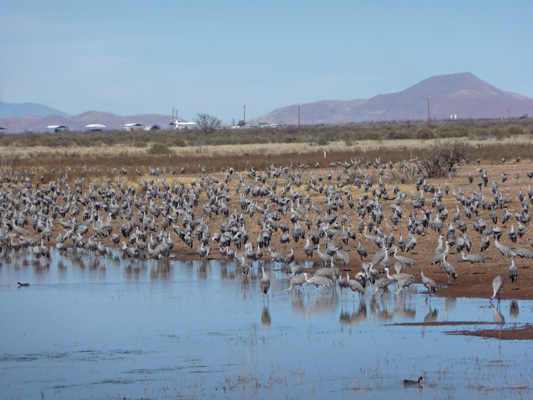 Sandhill cranes White Water Draw SCA