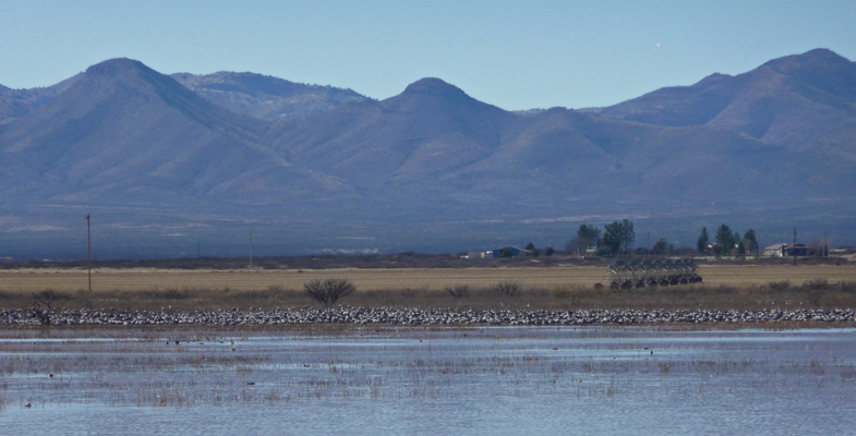 Sandhill cranes Whitewater Draw SCA