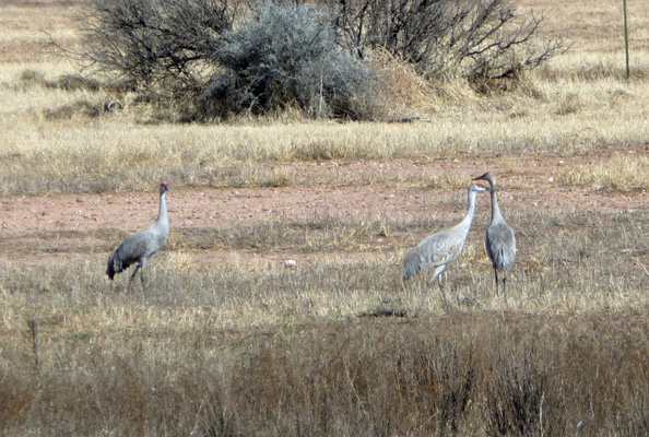 Sandhill cranes White Water Draw SCA