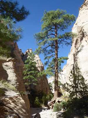 Ponderosa in Slot Canyon