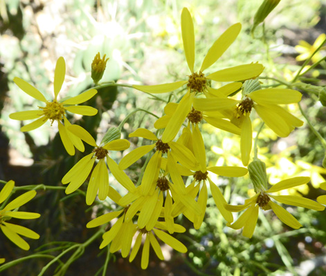 Broom-like Ragwort (Senecio spartioides)