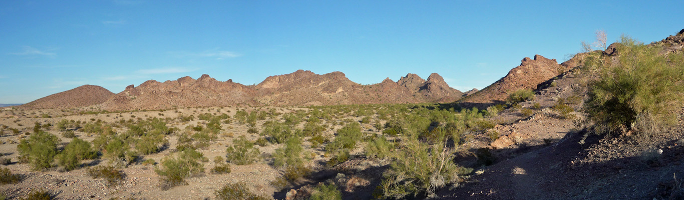 Palo Verdes in wash at boondocking site north of Lake Havasu City