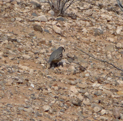 Gamble Quail Lake Mead National Recreation Area