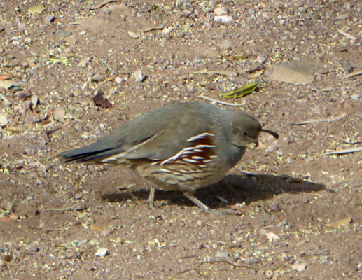 Gambel's Quail female