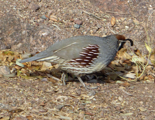 Gambel's Quail male